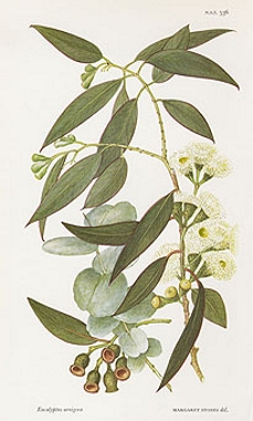 EUCALYPTUS_kategorie_380