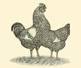 chickens-32