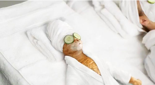cat-at-a-spa-cucumber-eyes-one-more-gadget