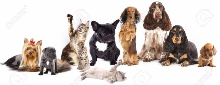 15779763-Group-of-cats-and-dogs-in-front-of-white-background--Stock-Photo